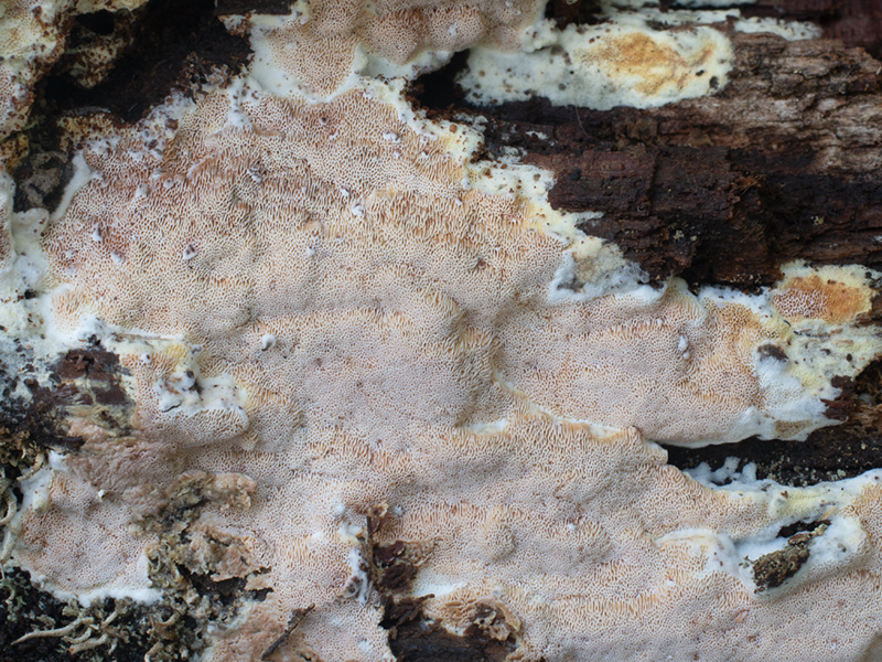 Ceriporia mellita Ceriporia mellita